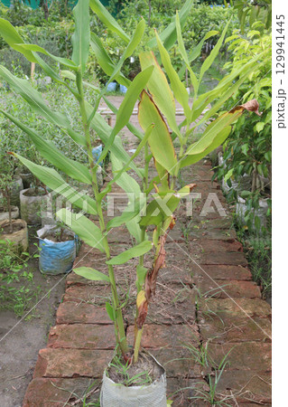 Hedychium coronarium plant on farm 129941445