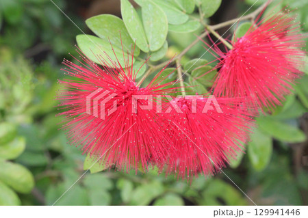 Calliandra tergemina flower plant on nursery 129941446