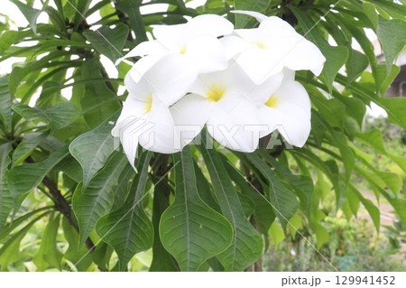 Plumeria pudica flower plant on nursery Plumeria pudica flower plant on nursery 129941452