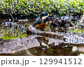 水浴びをするヤマガラ 129941512