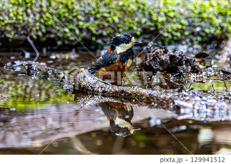水浴びをするヤマガラ 水浴びをするヤマガラ 129941512