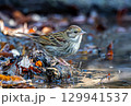 水場に来たクロジ 129941537