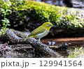 水場に来たメジロ 129941564