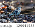 水場に来たコゲラ 129941588
