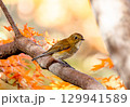 紅葉の枝に止まるルリビタキ 129941589