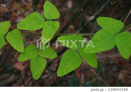 ツル性多年草ノササゲ　マメ科3 129941599