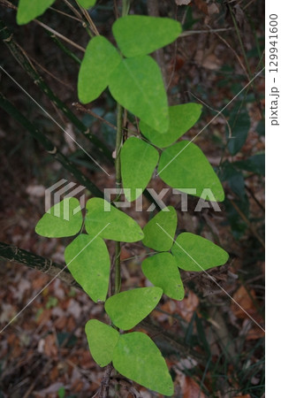 ツル性多年草ノササゲ　マメ科2 129941600