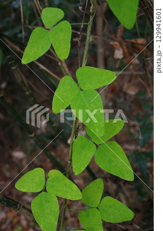 ツル性多年草ノササゲ　マメ科1 129941601