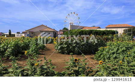神奈川県横須賀市ソレイユの丘の夏 129941613