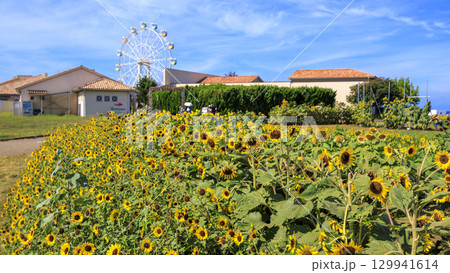 神奈川県横須賀市ソレイユの丘の夏 129941614