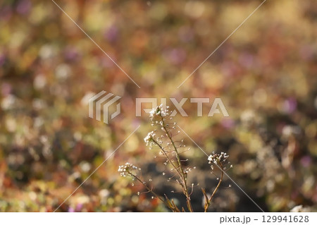 一面ホトケノザ 129941628