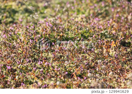 一面ホトケノザ 129941629