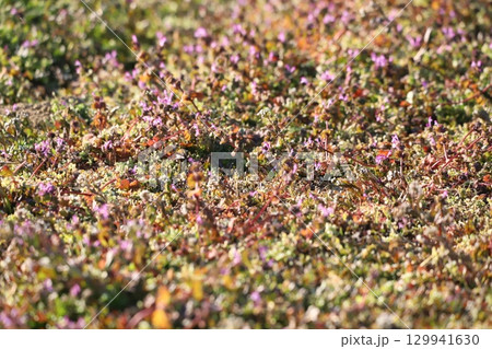 地面から生えているホトケノザ 129941630