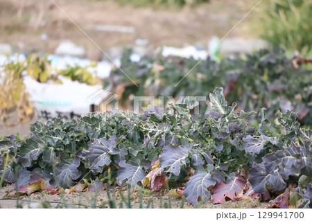 ブロッコリー畑 129941700