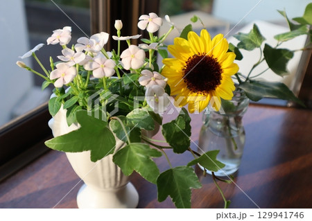 庭の花ニチニチソウとヒマワリを生ける 庭の花ニチニチソウとヒマワリを生ける 129941746
