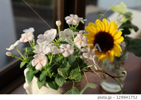 出窓にニチニチソウとヒマワリを生ける 出窓にニチニチソウとヒマワリを生ける 129941752