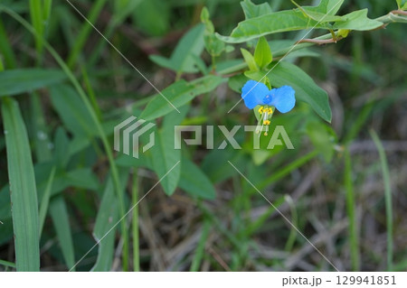 ツユクサの花 129941851