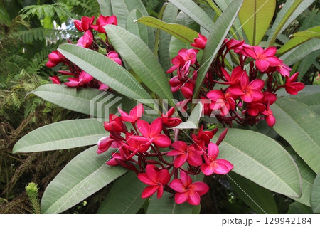 frangipani flower plant on farm frangipani flower plant on farm 129942184