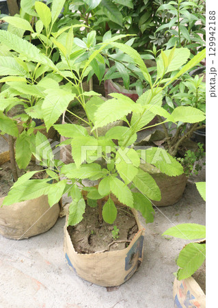 Tecomaria capensis flower plant on nursery 129942188