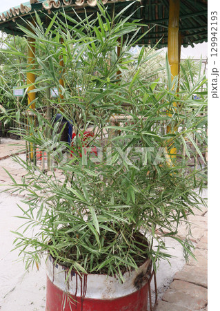 bamboo stock on farm for sell bamboo stock on farm for sell 129942193