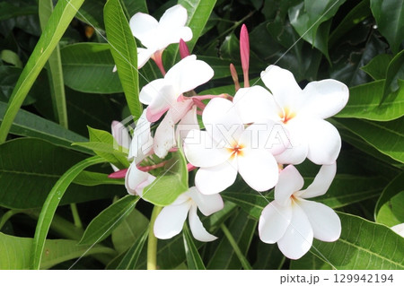 frangipani flower plant on farm frangipani flower plant on farm 129942194