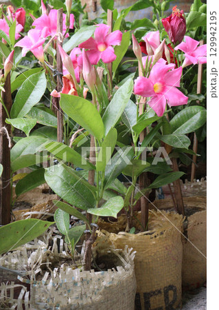 brazilian jasmine flower plant on nursery 129942195