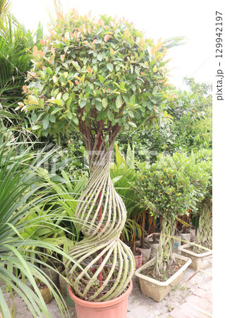 Ficus microcarpa tree plant on farm 129942197