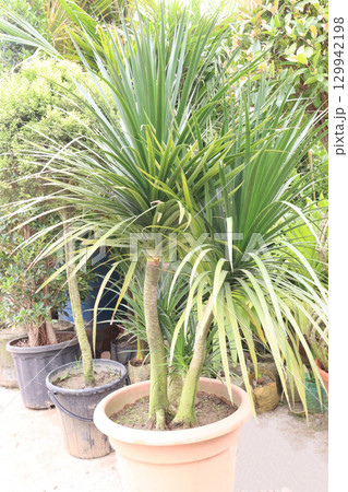 Dracaena draco leaf ornamental plant Dracaena draco leaf ornamental plant 129942198