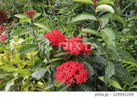 Chinese ixora flower plant on farm 129942209