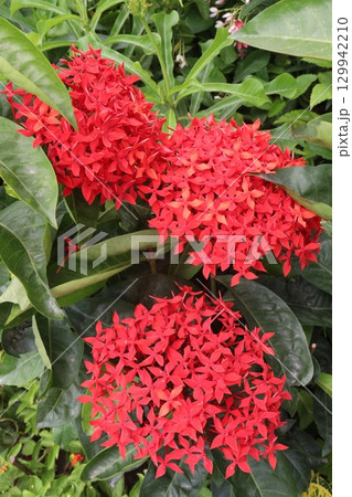 Chinese ixora flower plant on farm Chinese ixora flower plant on farm 129942210
