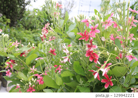 Combretum indicum flower tree plant on garden 129942221