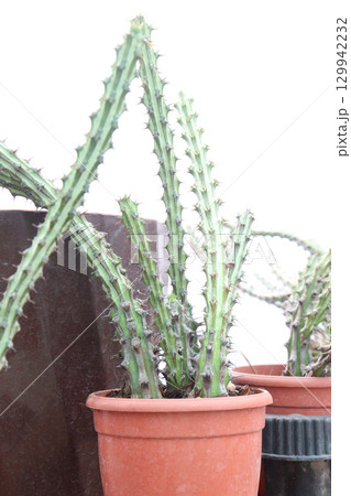 Euphorbia malevola cactus leaf plant on pot Euphorbia malevola cactus leaf plant on pot 129942232