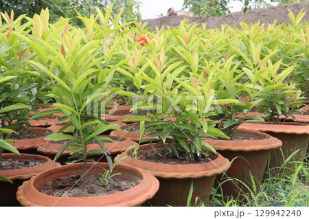 Chinese ixora flower plant on farm Chinese ixora flower plant on farm 129942240