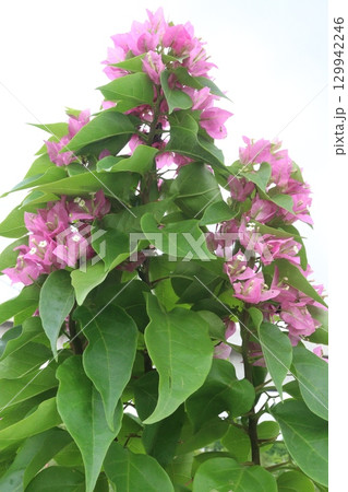 Bougainvillea flower stock on tree with thorn Bougainvillea flower stock on tree with thorn 129942246