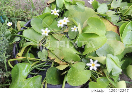 Nymphoides indica flower plant on water. is an aquatic plant Nymphoides indica flower plant on water. is an aquatic plant 129942247
