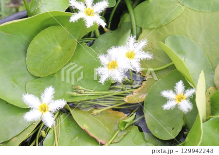 Nymphoides indica flower plant on water. is an aquatic plant 129942248