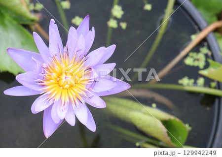 Nymphaea pubescens flower plant on pot 129942249