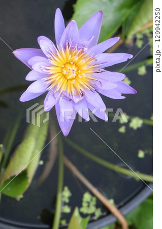 Nymphaea pubescens flower plant on pot Nymphaea pubescens flower plant on pot 129942250