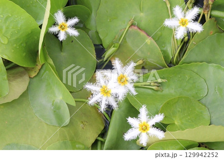 Nymphoides indica flower plant on water. is an aquatic plant 129942252