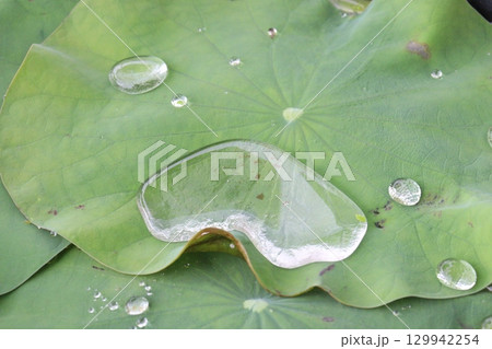 Water Droplet on the Lotus Leaf Water Droplet on the Lotus Leaf 129942254