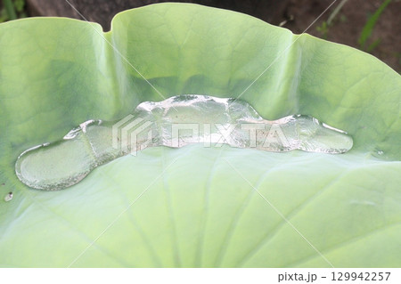 Water Droplet on the Lotus Leaf 129942257