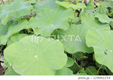 Water Droplet on the Lotus Leaf 129942259