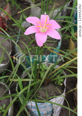 Pink Colored Autumn zephyrlily plant on farm 129942262
