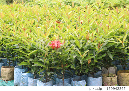 Chinese ixora flower plant on farm 129942265