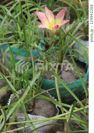 Pink Colored Autumn zephyrlily plant on farm 129942268
