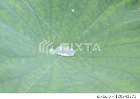 Water Droplet on the Lotus Leaf 129942273