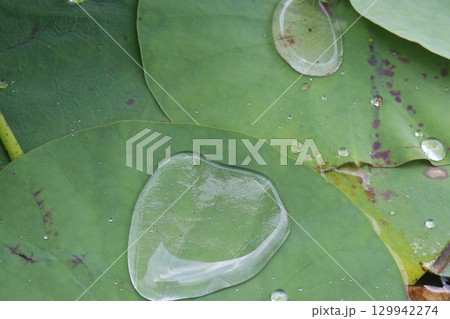 Water Droplet on the Lotus Leaf 129942274