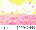 ピンクのコスモス 129942449