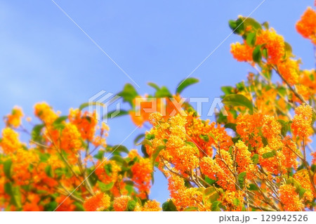 快晴の青空と満開の金木犀の花 129942526