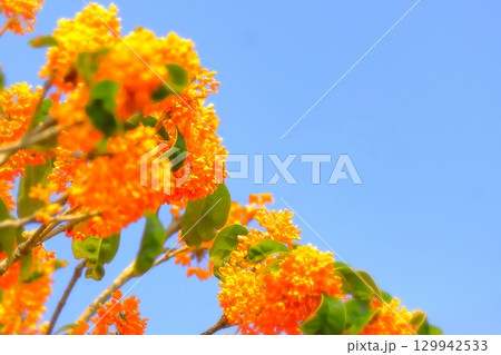 爽やかな青空と鮮やかなオレンジ色の金木犀 129942533